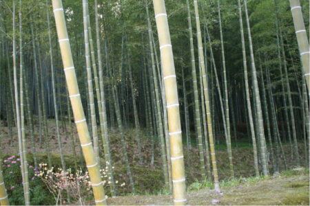 竹林の小道