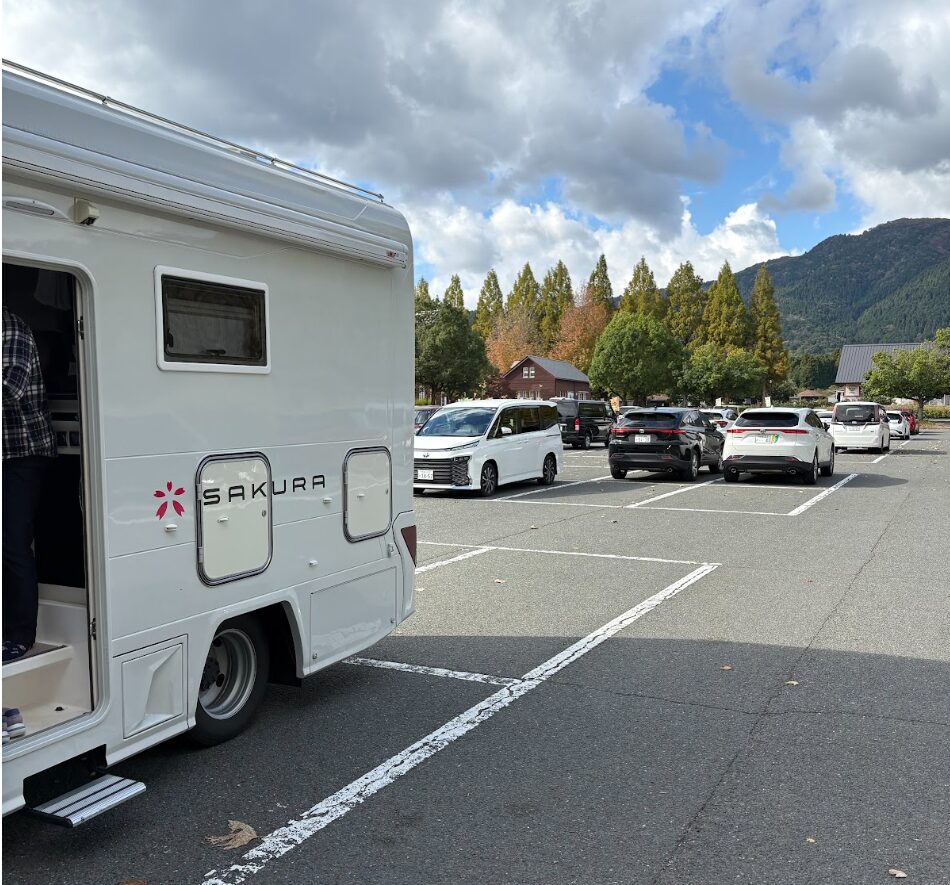 なおじ　サクラ